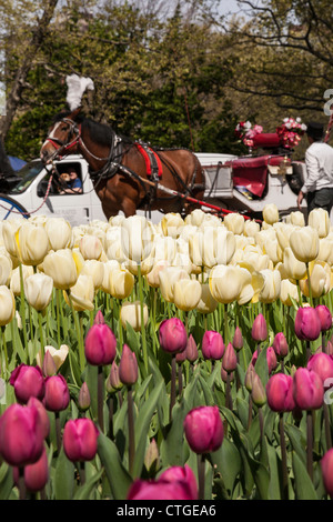 Tulpen am Grand Army Plaza, New York Stockfoto