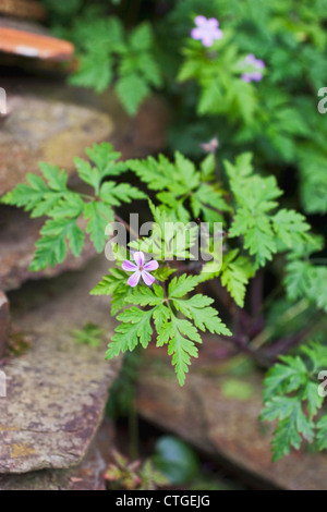 Geranium Robertianum, Robert Kraut Stockfoto