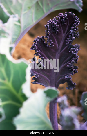 Crambe Maritima, Seekohl Stockfoto