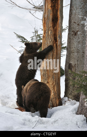 Zwei-jährigen eurasischen Braunbären (Ursus Arctos Arctos) Cub schärfen Krallen an Baumstamm im Schnee im Frühjahr Stockfoto