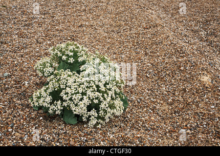 Crambe Maritima, Seekohl Stockfoto
