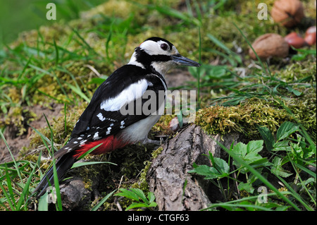 Großen beschmutzt Specht (Dendrocopos großen) Mann auf der Suche nach gefallenen Nüssen auf dem Boden auf Waldboden, Belgien Stockfoto