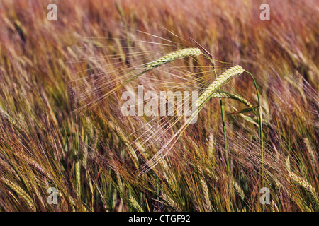 Hordeum Vulgare, Gerste Stockfoto