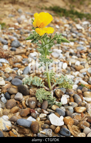 Glaucium Flavum, gelbe gehörnten Mohn Stockfoto