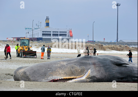 Touristen auf der Suche an gestrandete Pottwal (Physeter Macrocephalus) am Strand im Winter in Knokke, Belgien Stockfoto