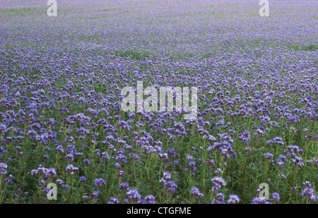 Phacelia Tanacetifolia, Skorpions Weed Stockfoto