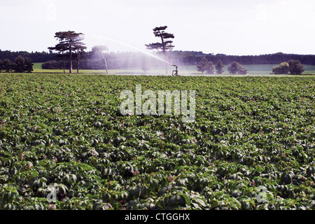 Solanum Tuberosum, Potato Stockfoto