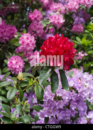 dh Rhododendron ponticum BEAULIEU HAMPSHIRE Rote Farbe Blume lila Sträucher blühende Busch Gartenblumen uk Gärten blühenden neuen Wald Rhododendrons Stockfoto