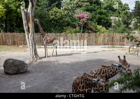 Giraffen füttern im Giardino Zoologico di Roma, Bioparco SpA, Rom, Italien, Europa Stockfoto