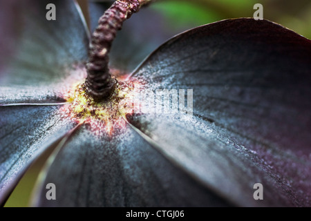 Helleborus Orientalis-Hybriden, Nieswurz Stockfoto