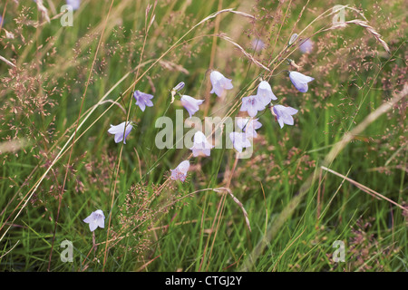 Campanula Rotundifolia, Glockenblume Stockfoto