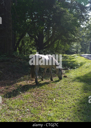 dh NEW FOREST HAMPSHIRE New Forest Pony Pferd grasen am Straßenrand Rasen Stockfoto