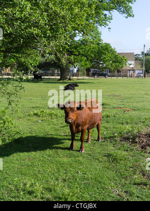 dh Brockenhurst NEUEN WALD HAMPSHIRE Kuh Rinder auf Dorf gemeinsam Land Nationalpark england Stockfoto