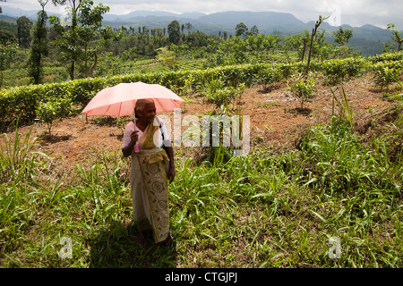 alte Dame mit Schirm in Teeplantagen, Sri Lanka Stockfoto