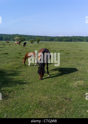 dh NEW FOREST HAMPSHIRE New Forest Pony Pferd und Fohlen auf Gemeindeland Weiden Stockfoto