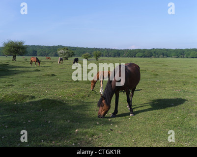 dh NEW FOREST HAMPSHIRE New Forest Pferd Ponys Weiden auf Gemeindeland Stockfoto