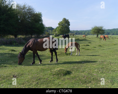 dh National Park NEW FOREST HAMPSHIRE New Forest Ponys Pferd Fohlen Beweidung auf gemeinsamen Land Pferde england Pony Field Fohlen großbritannien Stockfoto