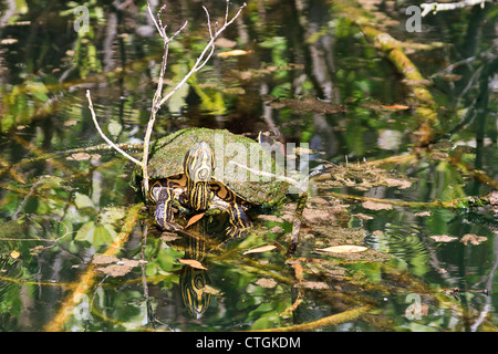Schnappschildkröte auf einem Ast in einer Mangrove Sumpf, Riviera Maya, Yucatan, Mexiko. Stockfoto