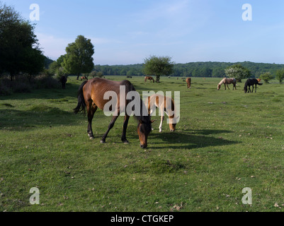 dh NEW FOREST HAMPSHIRE New Forest Pony Pferde und Fohlen Beweidung auf dem gemeinsamen Land Nationalwälder Park Ponys im Feld england Stockfoto