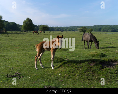 dh NEW FOREST HAMPSHIRE New Forest Fohlenpferd Ponys grasen auf gemeinsamen Landpferden auf Feldweide großbritannien Stockfoto