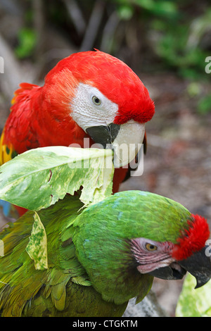 Hellroten Aras frisst Salat. Rote Aras sind die größten Papageien der Welt. Stockfoto