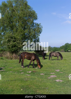 dh NEW FOREST HAMPSHIRE New Forest Pferdeponys grasen auf Landpferden Stockfoto