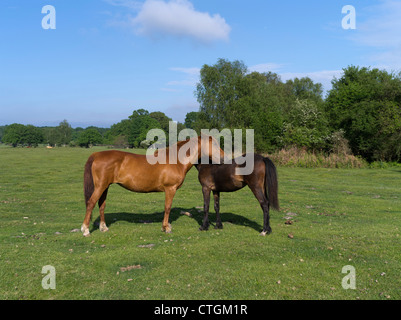 Dh NEW FOREST HAMPSHIRE New Forest pony pferde Pflege einander auf gemeinsame land Ponys Stockfoto