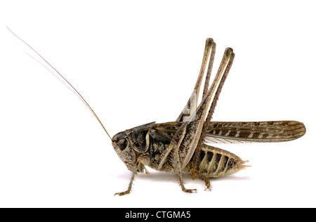 Heuschrecke (Decticus Verrucivorus) isoliert auf weiss Stockfoto