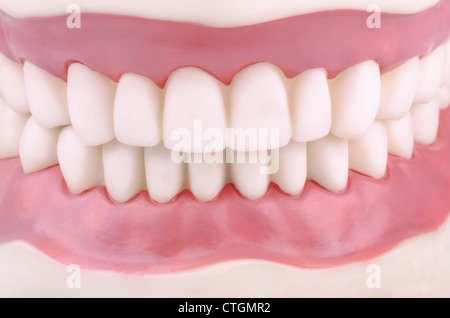 Dental Demonstrationsmodell der Zähne