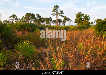 Jensen Beach Florida, Savannen Preserve State Park, Süsswassermooren, Küstenkiefern, Pinien, Gräser, Besucher reisen Reisetouristen Stockfoto