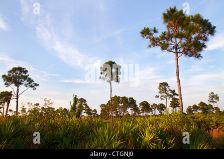 Jensen Beach Florida, Savannen Preserve State Park, Süsswassermooren, Küstenkiefern, Pinien, Gräser, Besucher reisen Reisetouristen Stockfoto