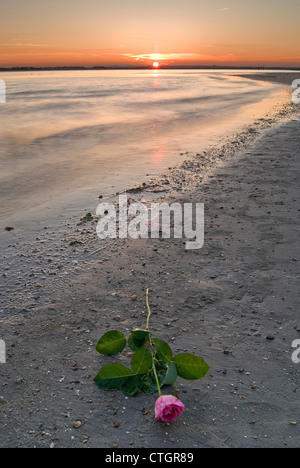 Rose platziert am Strand im Sonnenuntergang, West Wittering, UK Stockfoto