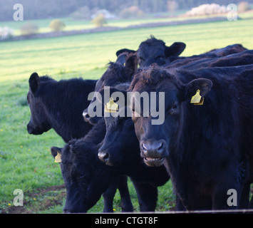 Eine Gruppe von Ochsen auf ihrem Gebiet. Foto aufgenommen am Haugh, Bradford on Avon, Wiltshire, UK Stockfoto