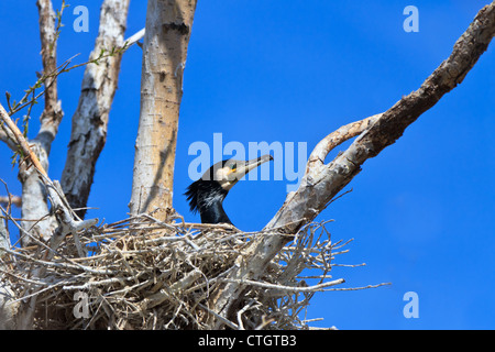 Kormoran (Phalacrocorax Carbo) am nest Stockfoto
