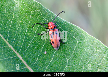 Rote Seidenpflanze Käfer Tetraopes tetrophthalmus Blatt auf gemeinsame Seidenpflanze Asclepias syriaca Eastern United States Stockfoto