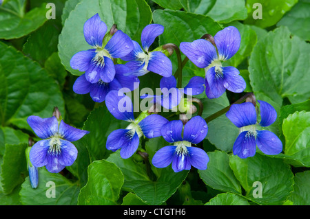 Blaues Violett ( Viola sororia ) in Blume, Frühling Ost USA von Skip Moody/Dembinsky Photo Assoc Stockfoto