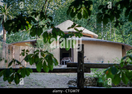 Esel, die Fütterung im Stall von Giardino Zoologico di Roma, Bioparco SpA, Rom, Italien, Europa Stockfoto