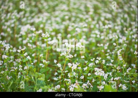 Buchweizen in Blüte Stockfoto