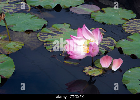 Lotus-Blume Stockfoto