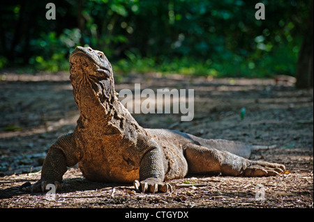 Der Komodowaran ist eine große Art Eidechse in den indonesischen Inseln Komodo, Rinca, Gili Motang und Flores Padar gefunden. Stockfoto