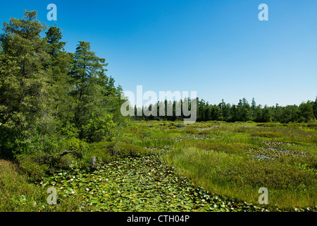 Sumpfigen Moore, Pine Barrens, New Jersey, USA Stockfoto