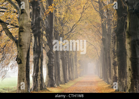 Den Niederlanden,'s-Graveland, Buche Lane, Landstraße, Herbstfarben. Stockfoto