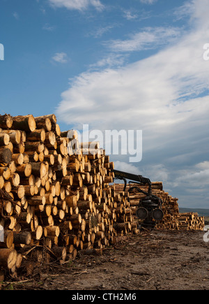 "Hohe Häuser"  HOHE Häuser Wald in Snaizeholme aus Widdale Holz-Plantage, Hawes in North Yorkshire Dales, UK Stockfoto