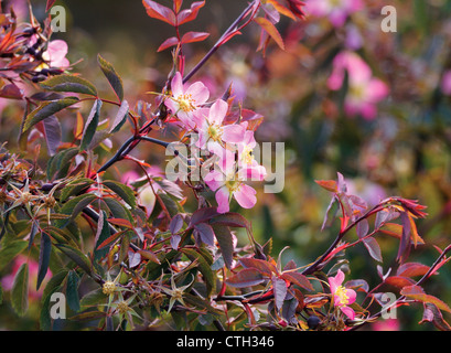 Rosa Glauca, Rose Stockfoto