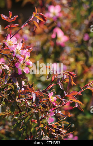 Rosa Glauca, Rose Stockfoto