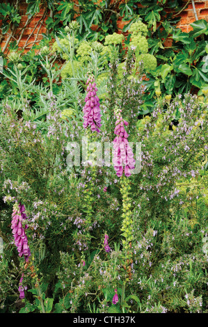 Digitalis, Fingerhut Stockfoto