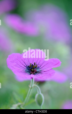 Geranium, Storchschnabel Stockfoto