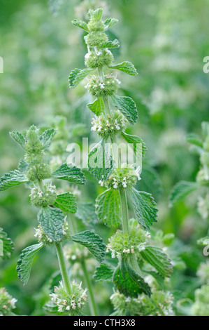 Marrubium Vulgare, Andorn Stockfoto