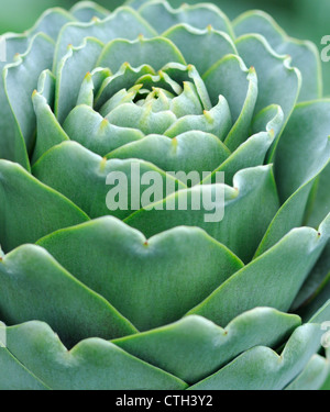 Cynara Scolymus, Artischocke Stockfoto