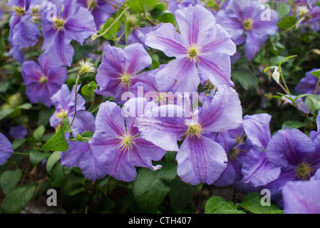 Clematis Perle D'Azur Blüte im September Stockfoto